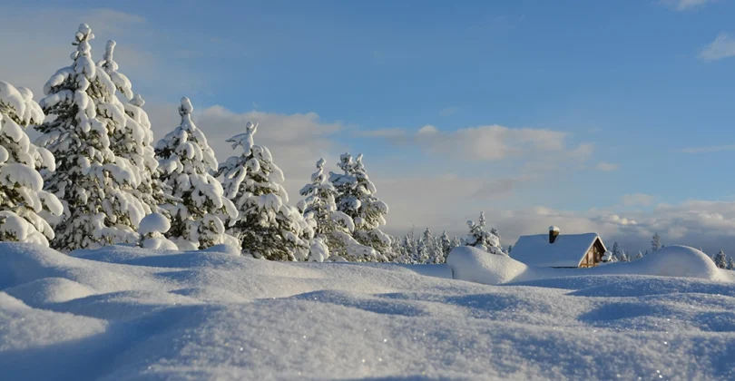 Frosty winter forrest and ground with a house in the background