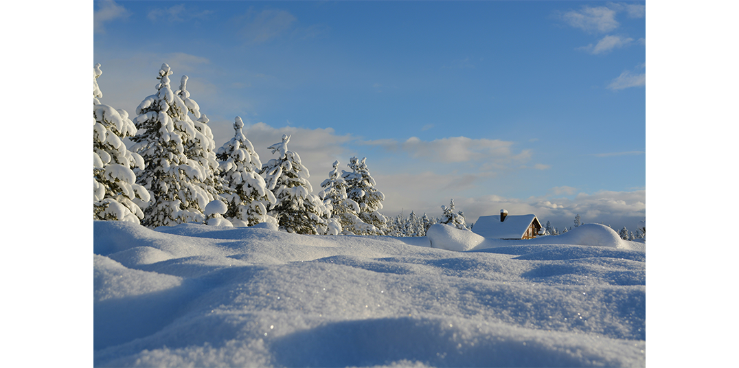 Frosty winter forrest and ground with a house in the background